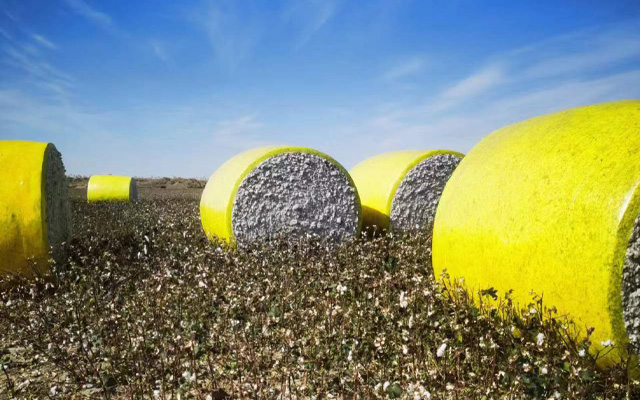 Película de algodón en el campo